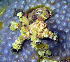 Camposcia retusa