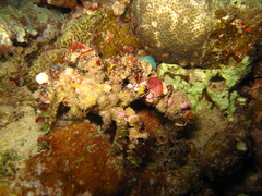 Camposcia retusa