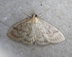 Crocidophora serratissimalis