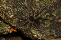 Dolomedes raptor