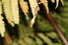 Arachnura melanura