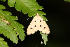 Metaemene atrigutta maculata