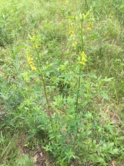 Melilotus officinalis