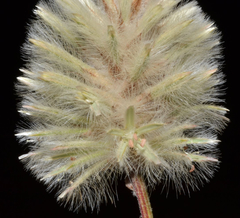 Ptilotus angustifolius