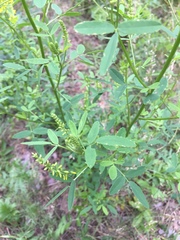 Melilotus officinalis