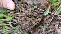 Ptilotus angustifolius