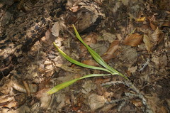 Colchicum umbrosum
