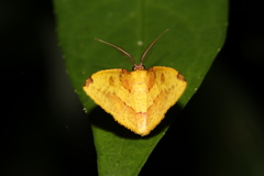 Heterolocha