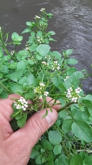 Nasturtium officinale