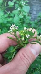 Nasturtium officinale