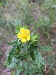 Potentilla