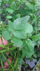 Nasturtium officinale