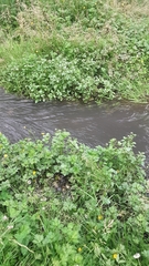 Nasturtium officinale