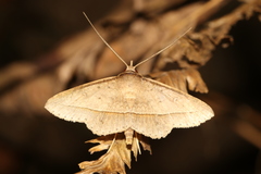Hypospila creberrima