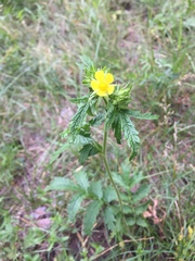 Potentilla