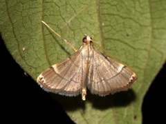 Cangetta hartoghialis