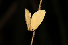 Euproctis taiwana