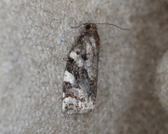 Archips mortuana