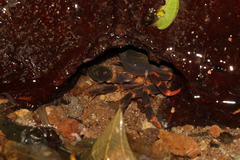Geothelphusa miyazakii