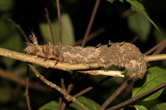Lebeda nobilis