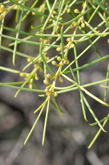 Acacia euthycarpa euthycarpa