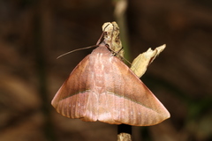 Sarcinodes yaeyamana