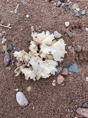 Chondrus
