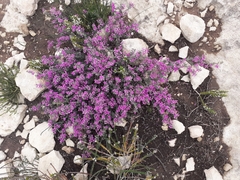 Indigofera sp11