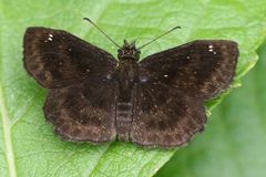 Staphylus hayhurstii