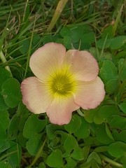 Oxalis zeekoevleyensis
