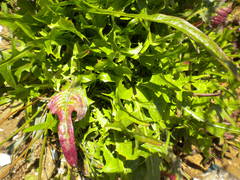 Asteraceae
