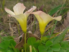 Oxalis zeekoevleyensis