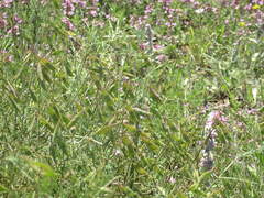 Vicia tenuifolia dalmatica