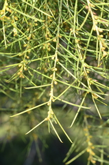 Acacia euthycarpa euthycarpa