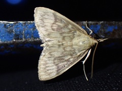 Crocidophora serratissimalis