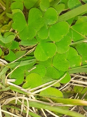 Oxalis zeekoevleyensis