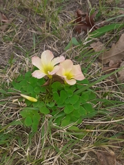 Oxalis zeekoevleyensis
