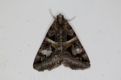 Drasteria grandirena