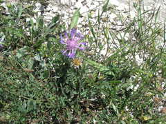 Centaurea fuscomarginata
