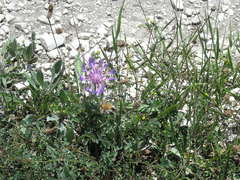 Centaurea fuscomarginata