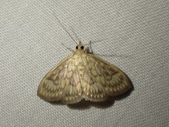 Crocidophora serratissimalis