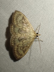 Crocidophora serratissimalis