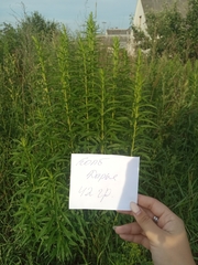 Solidago canadensis
