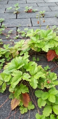 Fragaria × ananassa