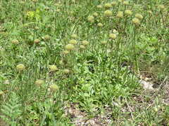 Globularia trichosantha