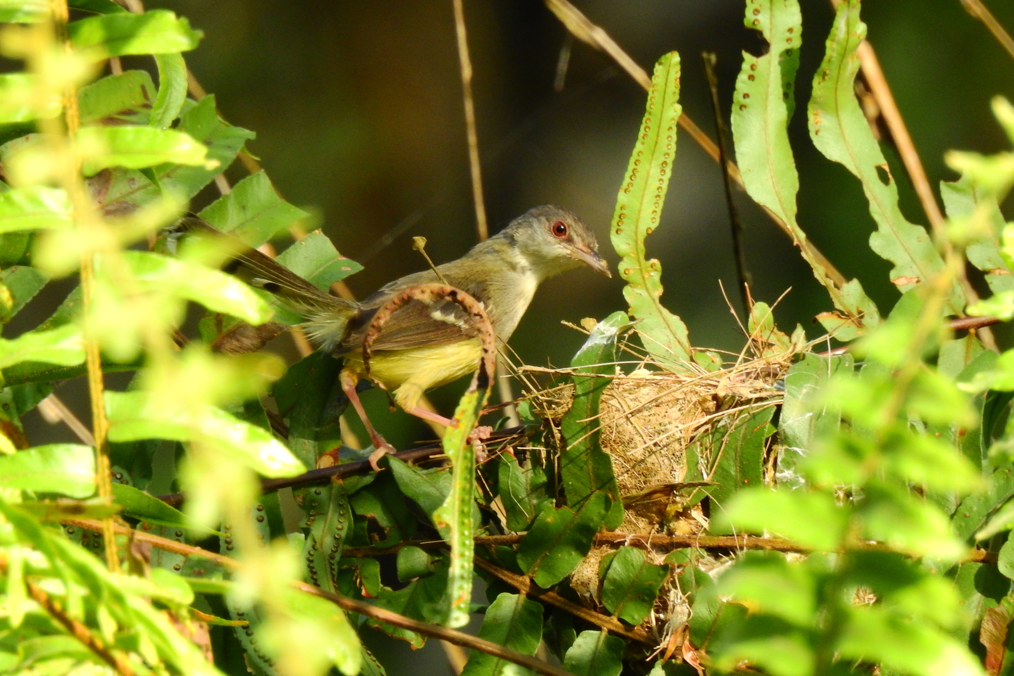 Bar-winged Prinia (Prinia familiaris), photo 10