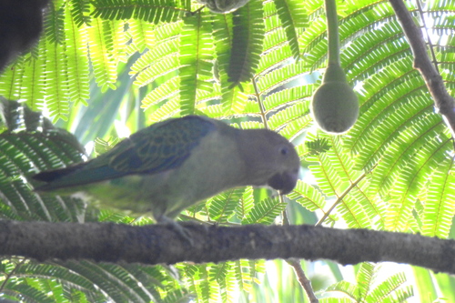 Blue-rumped Parrot (Psittinus cyanurus), photo 5