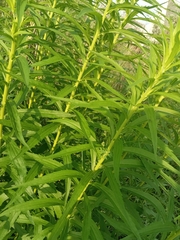 Solidago canadensis