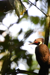 Buff-Necked Woodpecker photo 1
