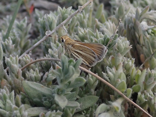 carson wandering skipper